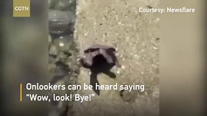 529K views · 2.8K reactions | In a video recently captured in Hangzhou City, east China's Zhejiang Province, a turtle was seen “waving” its leg as a goodbye to the people who released it. Onlookers could be heard saying "Wow, look! Bye!” while another man asked the turtle to move on. | CGTN | Facebook