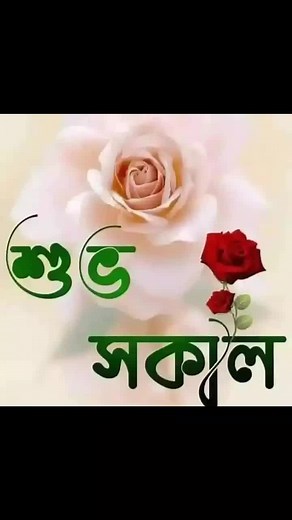 Romantic Images of Red Roses and Love Scenes