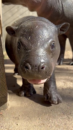 Pygmy Hippo Feeding Habits Explained