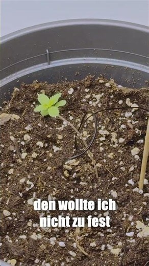 Tag 13 – Jack Herer Keimung 🌱 #anzucht #grow #highclass #jackherer