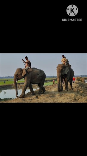 elephant green screen effect, elephant seal, elephant graveyard, elephant song, elephant cage,
