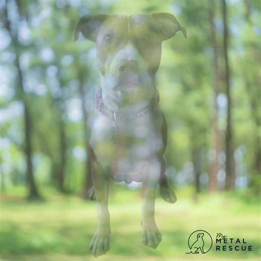Turn your favorite photo into a one of a kind steel silhouette that captures your pet’s personality forever. Each piece is handcrafted from premium steel and made just for you. Upload a photo, approve your illustration, and we will create a custom silhouette that celebrates your best friend in timeless style. ✨ Only a few spots available this month. Reserve yours now. USE CODE: CUSTOM100 | My Metal Rescue