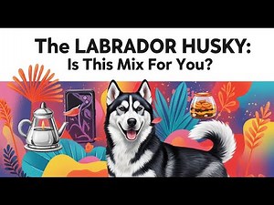 The Labrador Husky: Is This Mix For You?