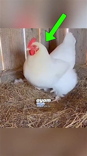 Induk ayam yang baik