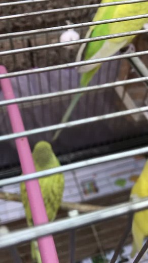 Colorful Parakeets: A Glimpse of 2-Month-Old Birds