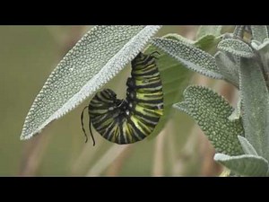 Monarch Butterfly Metamorphosis