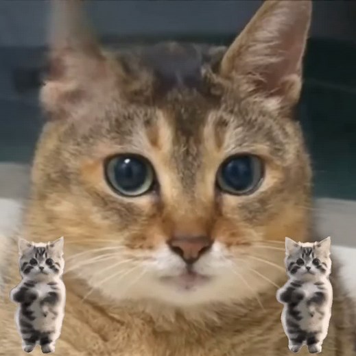 How to Create the Sigma Boy Cat Dance Memes