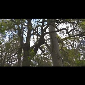 marriage trees