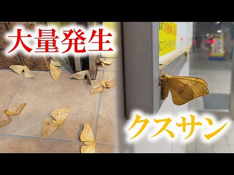 北海道で大量発生のガ「クスサン」…原因はこの夏の暑さ？卵を除去しないと来年も