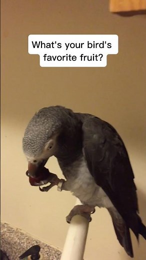 Parrot care common mistakes Part 22: The DEADLY part of this healthy snack 🍒 #parrotsafety