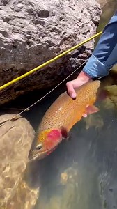 85K views · 1K reactions | Money with the Evolution LTX Reel. : @noahstuddardfishing #RossReelsUSA #RossReels #MadeOnTheWater #MadeInTheUSA #FlyReel | Ross Reels | Facebook