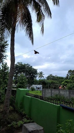 Slow-Mo Magic: Butterfly Takes Flight! #shorts #trending #butterfly #slowmotion #mobile #viralvideo