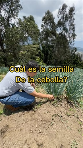 Como es la semilla de la cebolla | Roberson Olaya