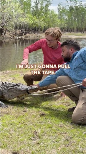 Up Close With an American Alligator 🐊