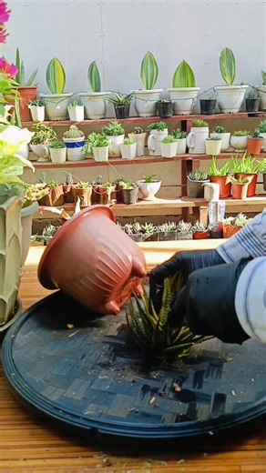 8.6K views · 55 reactions | PAANO PARAMIHIN ANG HAWORTHIA NA AYAW MAG BIGAY NG ANAK KAHIT ILANG TAO NA | STEP BY STEP| GUIDE FOR BEGINNERS Mamalyn's Garden #plantpropagation #haworthia #variegatedplants #propagationtips #homegarden | Mamalyn's Garden | Facebook
