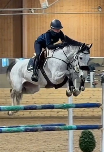 Show Jumping Basics for Horse Enthusiasts