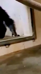 Mama Chimp Reunited With Her Little Baby❤️ #ChimpanzeeLove #MotherAndBaby #WildlifeReunion #AnimalEmotions #PureLove #HeartwarmingMoments | Brighter Today