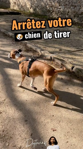 The simple METHOD for a calm dog on a leash 🐶