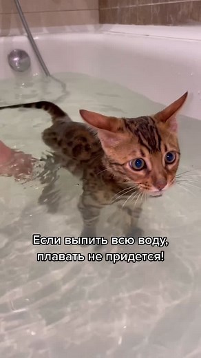 Bengal Cat Learns to Swim and Enjoys Bath Time