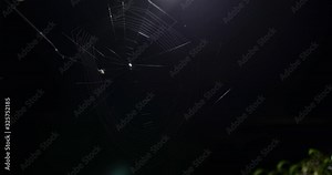Small spider making a web at night time in timelapse video in 4k/UHD. small spider making/ building a web. spider on the web in night time. Video natural animal life in 4K/UHD