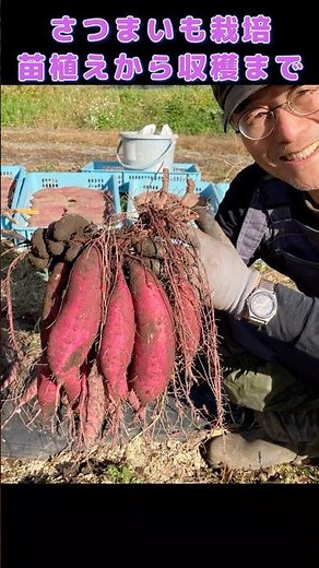 サツマイモの苗植えから収穫までのショート動画：2024年版さつまいも栽培 #農業