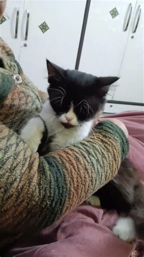 Billi Ki Memory Kay Baray me Facts 🥰♥️ #cats #pet #facts #shorts