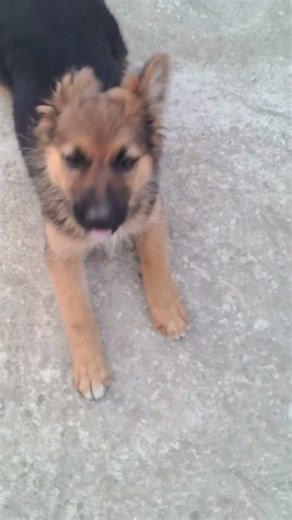 german shepherd #song #musicgenre #musicgenre #ekmotahathighumechala #musicsong #musicsong #pets