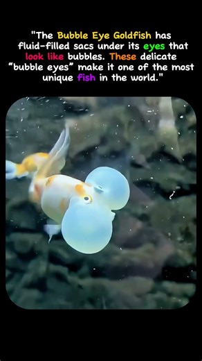 This Fish Has Real “Bubble Eyes”! 😱🐟