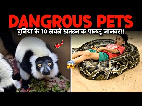 Dangerous Pets Exposed! दुनिया के सबसे खतरनाक पालतू जानवर