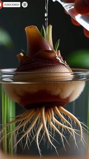 Taro Root Growth Timelapse 🌱 | Hidden Root Magic!