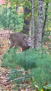 The shape of his rack saved his life. She calls him “Cupid” … no wonder our freezer’s empty. Time for a “mani-pedi” day Hun - someone’s got to provide! | Michael D Howe