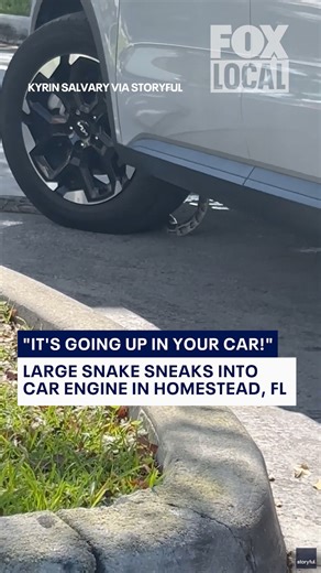 A driver in Homestead, FL had an unexpected encounter when a snake crawled underneath their car while waiting at a Pollo Tropical drive-thru. | FOX 35 Orlando