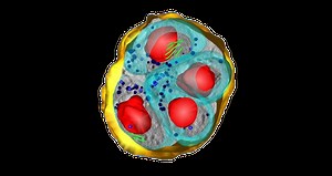Soft X-Ray Microscopy Technology | SiriusXT SXT-100