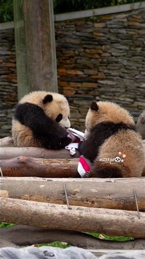 2026.3.20家美崽崽的毛巾争夺战❤️A towel-fighting battle between Jia Mei's kids #大熊猫家美#大熊猫宝力#大熊猫青宝#大熊猫憨憨#家美崽