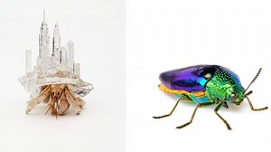 BIOTOPIA s'inspirer des êtres vivants pour un monde meilleur. Démonstration au Pavillon à Namur - RTBF Actus