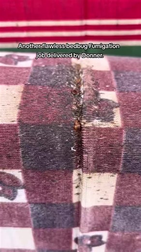 Flawless Bedbug Fumigation Service