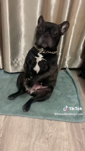 French Bulldog Rap: Bulldog Beatbox Dance