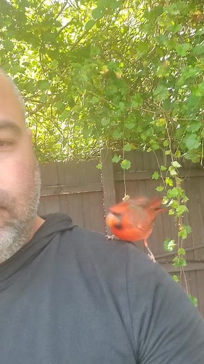 #foryoupage #bird #animals @nathalialfonso420 @mavislaura #cardenalsabanero