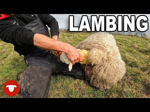 Have you ever seen a LAMB this BLOATED? | DAY 2 Lambing 23