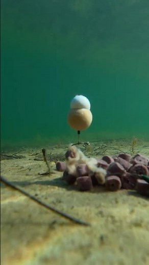 PVA Stick Unterwasser Test #karpfenangeln #pva #unterwasser #underwaterfishing #carpfishing #pvabag