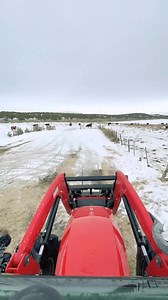 117K views · 805 reactions | Breakfast time for the cows at the ranch. | Rancher Ryan | Facebook