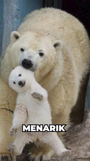 kenapa beruang lebih keliatan lucu daripada sangar...#short #cerita #hewan