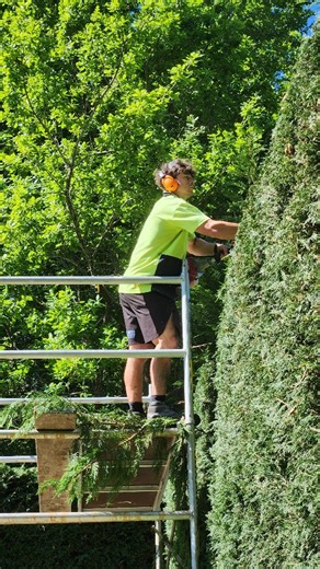 Let's get this hedge chopped down 🔥🪚 #newzealand #landscaping #nzgardening #satisfying #nzlandscapers #christchurch #christchurchlandscaping | FreshStart Gardening and Maintenance