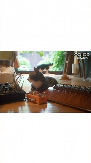 Cat Break → Focus Time | 猫休憩から集中時間へ #ポモドーロ #pomodoro #studywithme #ambient #shorts #cat