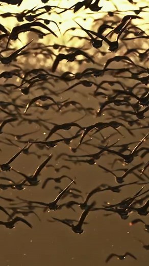 44K views · 1.1K reactions | Autumn golden hour + Tata Old Lake + thousands of wild geese. Watch all 4 shots and choose your favorite! 李  Click the full film in the comment section ⭐ If you liked it, a share or a few Stars really helps — thank you! #wildgeese #Tata #autumn #goldenhour #Filmdzsungel | Filmdzsungel Stúdió | Facebook