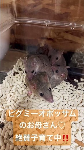 【激レア】絶賛子育て中のピグミーオポッサムのお母さん♡（熱帯倶楽部東川口本店）