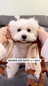 13K views · 53K reactions | Wearing Dog Pants Day 2  | Dogs Pets Puppies | Facebook