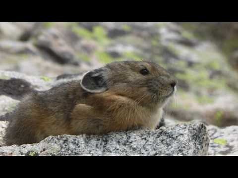 Human Interactions with Pikas