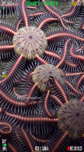 The floor is alive. Thousands of brittle stars. All moving as one. #brittlestar #deepsea #swarm | Project Deep Blue