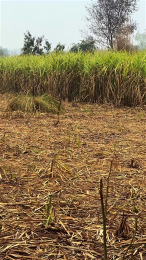 Traditional Gur: The Process of Making Jaggery